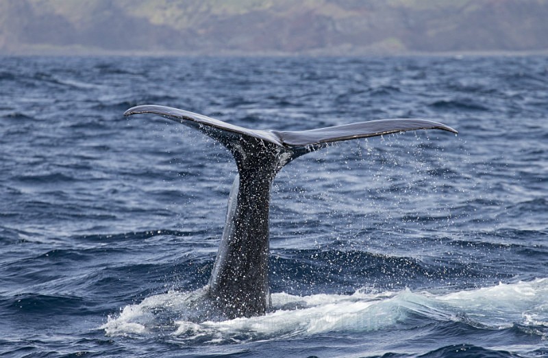Sperm Whale, Pico Island, Azores - FAVOURITES WILDLIFE GALLERY. Selected images from the wildlife collections.