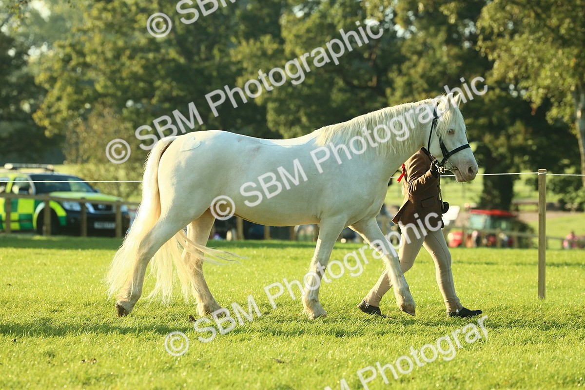 SBM_57299 - S37 - Starters In Hand Showing