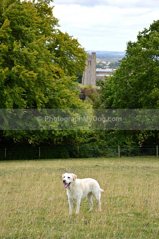  - Yellow and Black Labradors
