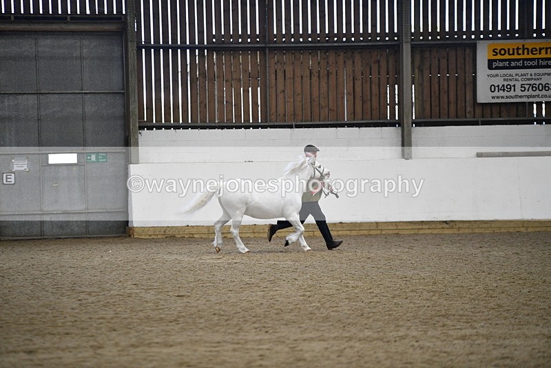 WJ5_5606 - Morning in hand Championship