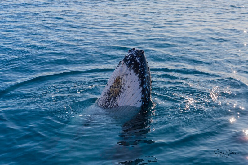 Spy Hop3 _16A7681 - Humpback Whales