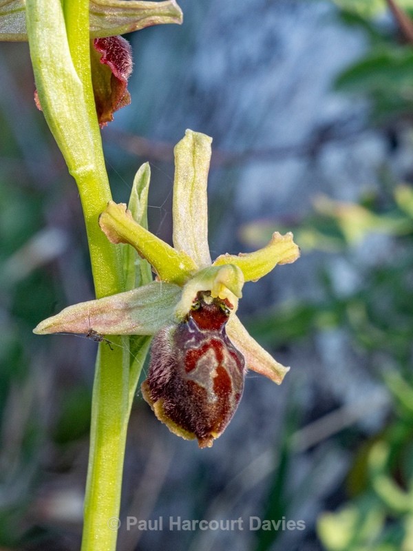 Archipelago Orchid (Ophrys archipelagi)…  synonymous with O.x arachnitiformis or  O x arachnitiformis Nm ‘archipelagiT - Gargano - Wild Orchids