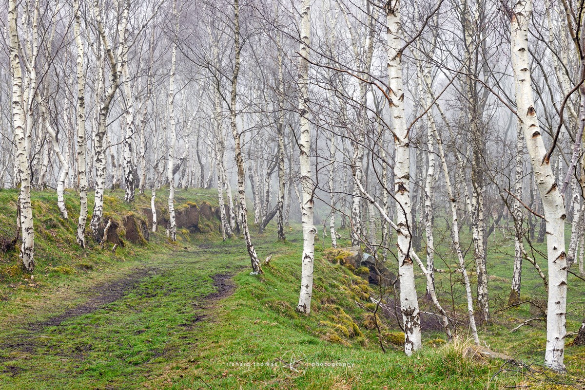 White woods - Woodland