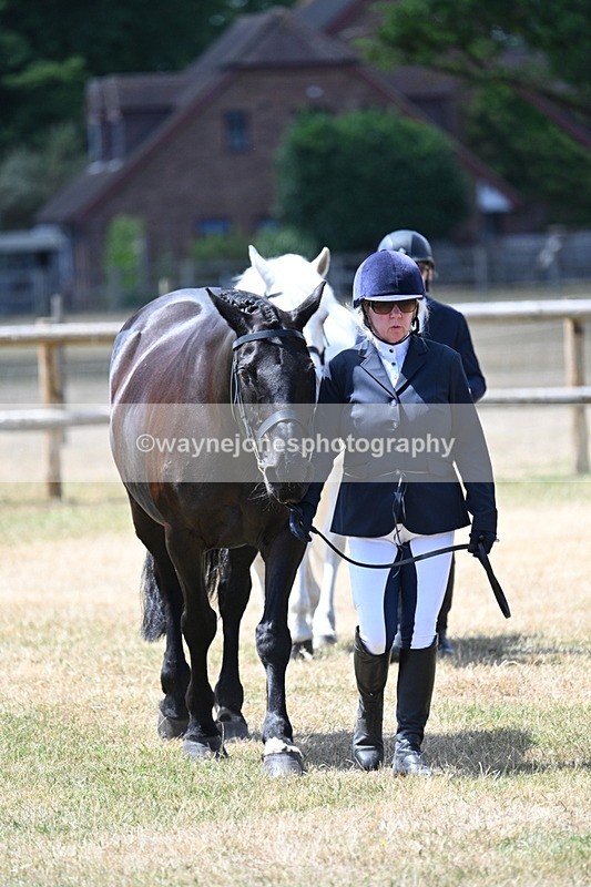 WJ7_2292 - Class 5a Most Handsome Gelding in hand (above 14.2hh)