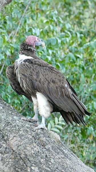 The Lappet Faced Vulture - BIRDS & INSECTS