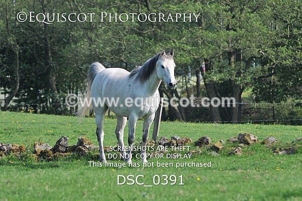 DSC_0391 - ARCHIVE REQUEST - Quincy and Guinness