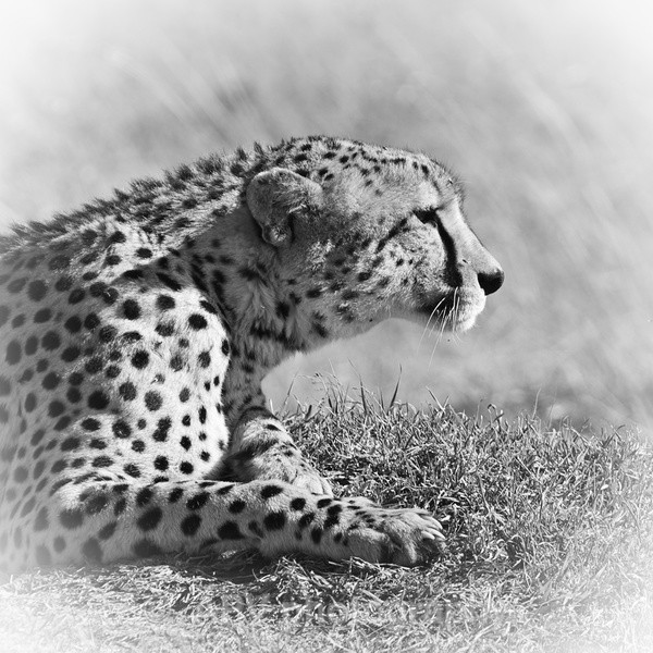 MALE CHEETAH - SAFARI - KENYA