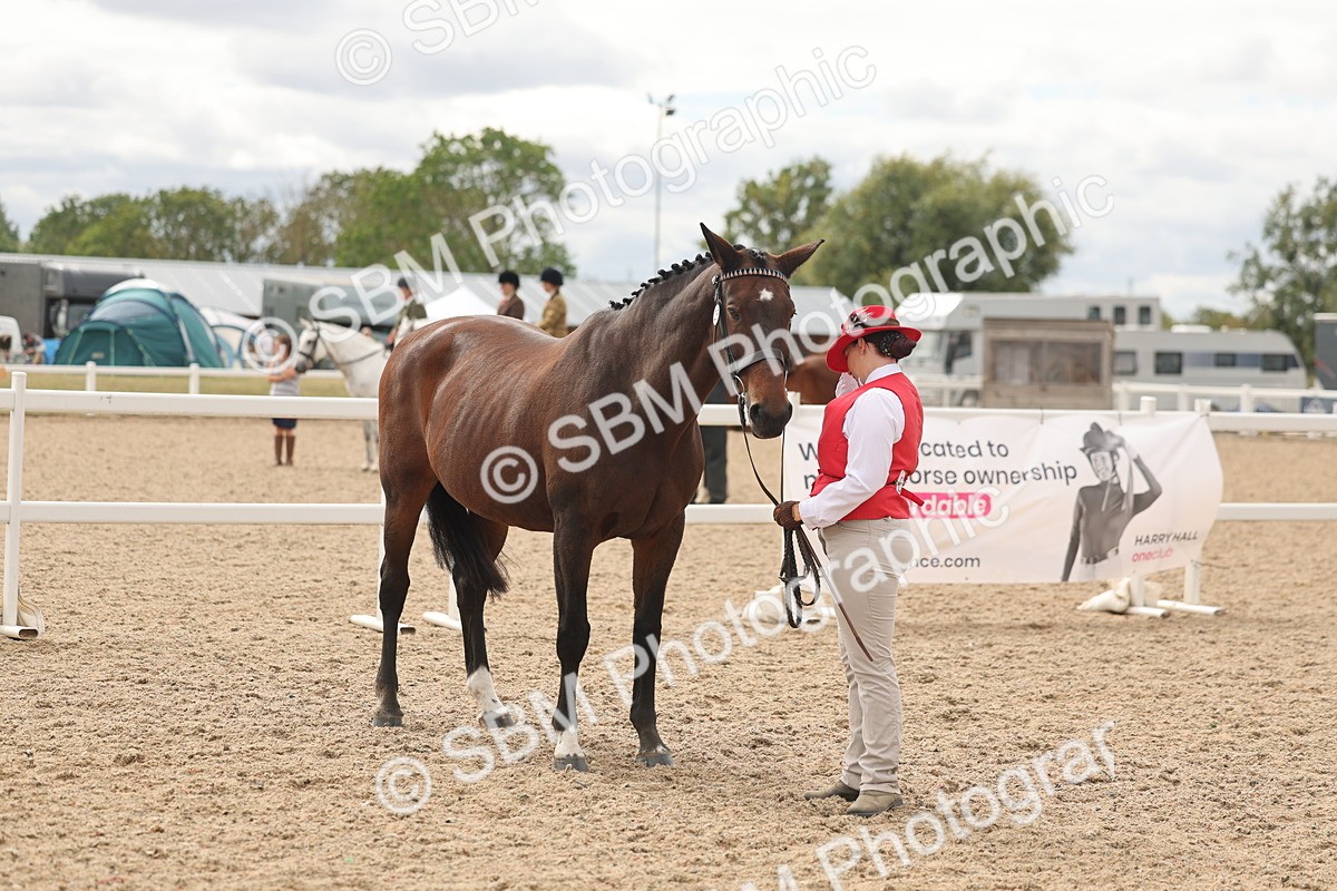 SBM_16981 - Class 312 - IH Competition Horse-Pony