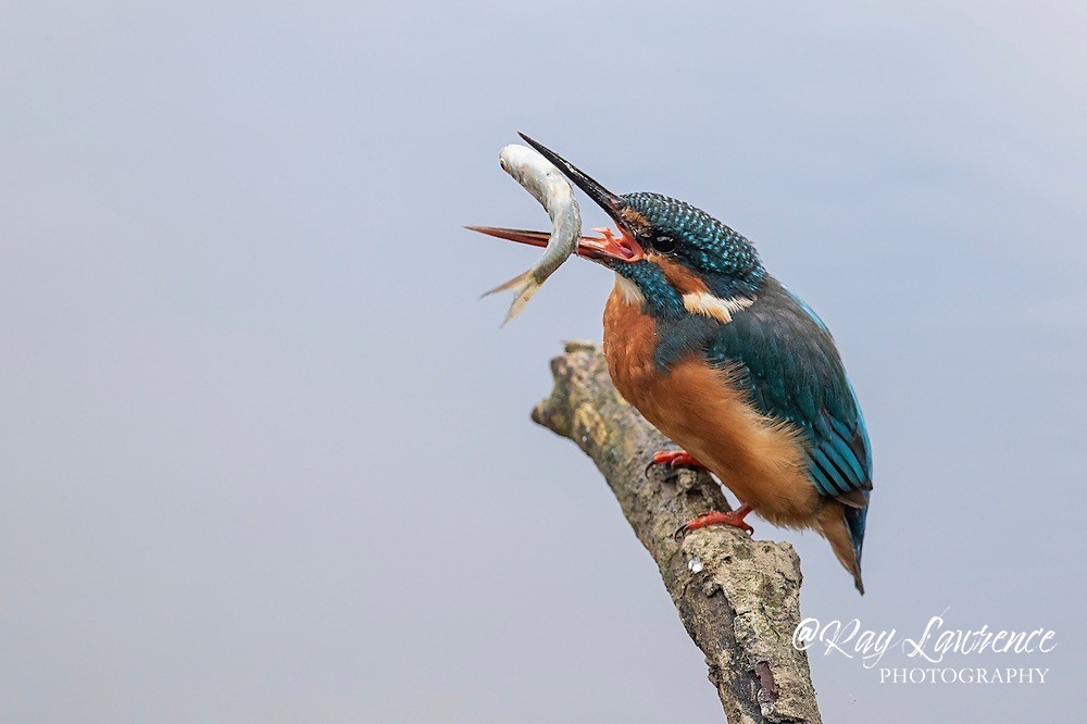 Kingfisher Alcedo Atthis021 - Kingfishers