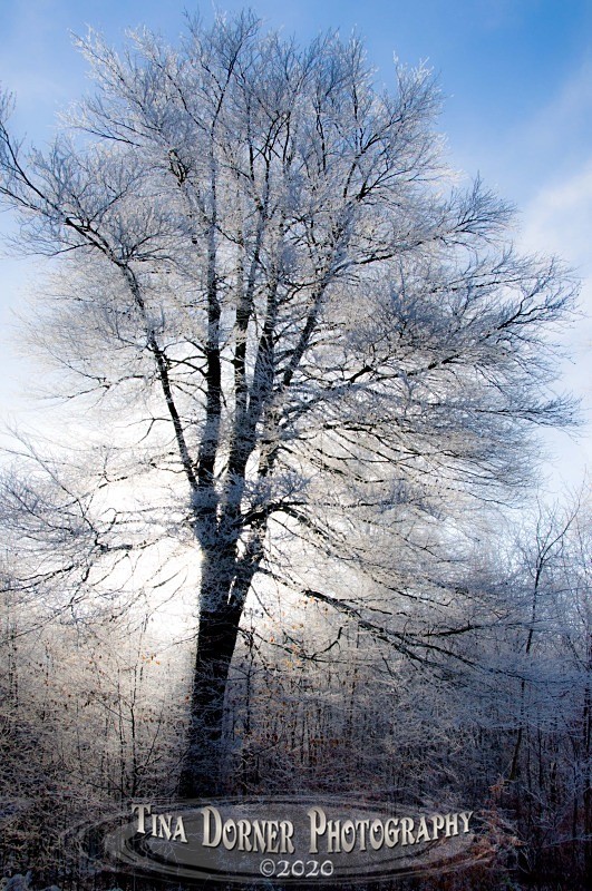 Tree in Hoar Frost Winter portfolio by Tina Dorner Photography,  Forest of Dean and Wye Valley, Gloucestershire