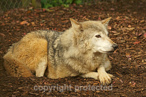 Canadian Wolf - Missoula - Other Wildlife Species