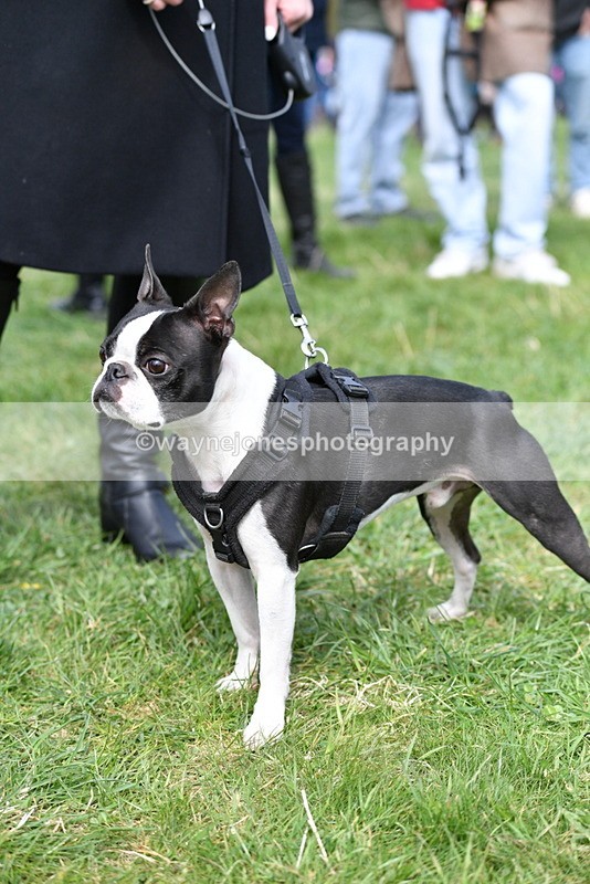 WJ5_0589 - Class 7 Best Terrier