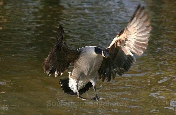 Canadian Goose - Wildlife Wildlife