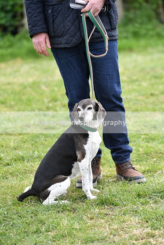 WJ5_0169 - Class 5 Best Veteran / 7 years & over