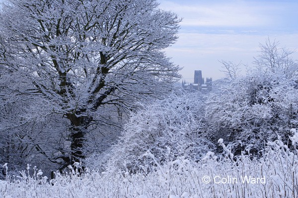 Frost covered Trees at Durham - County Durham