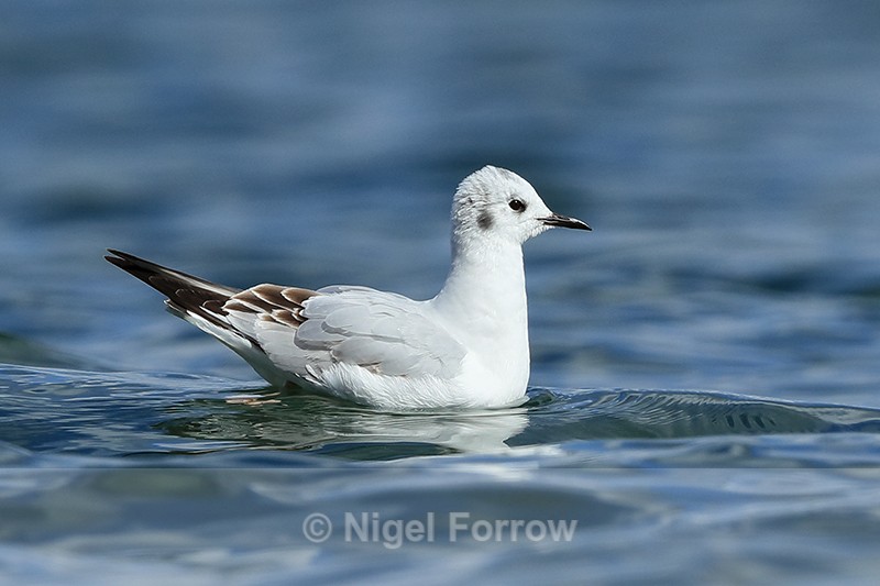 Bonaparte's Gull on water, Farmoor Reservoir - Bonaparte's Gull