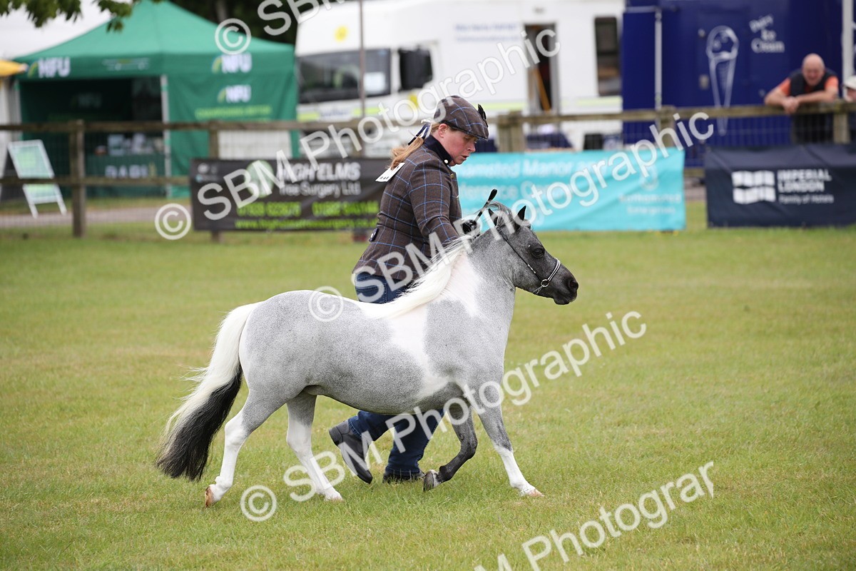 SBM_03971 - Class 23-25 - British Miniature Horse of the Year