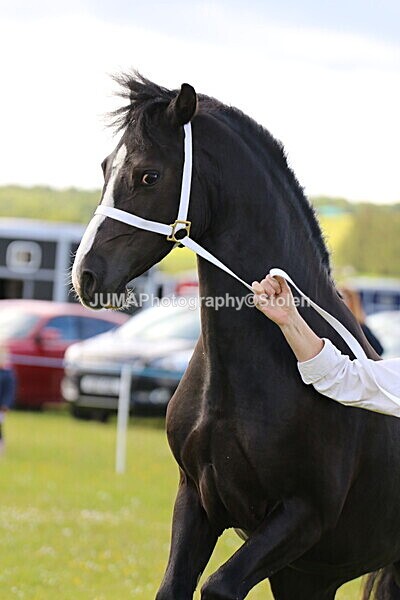 SIAL5232 - Ring 3