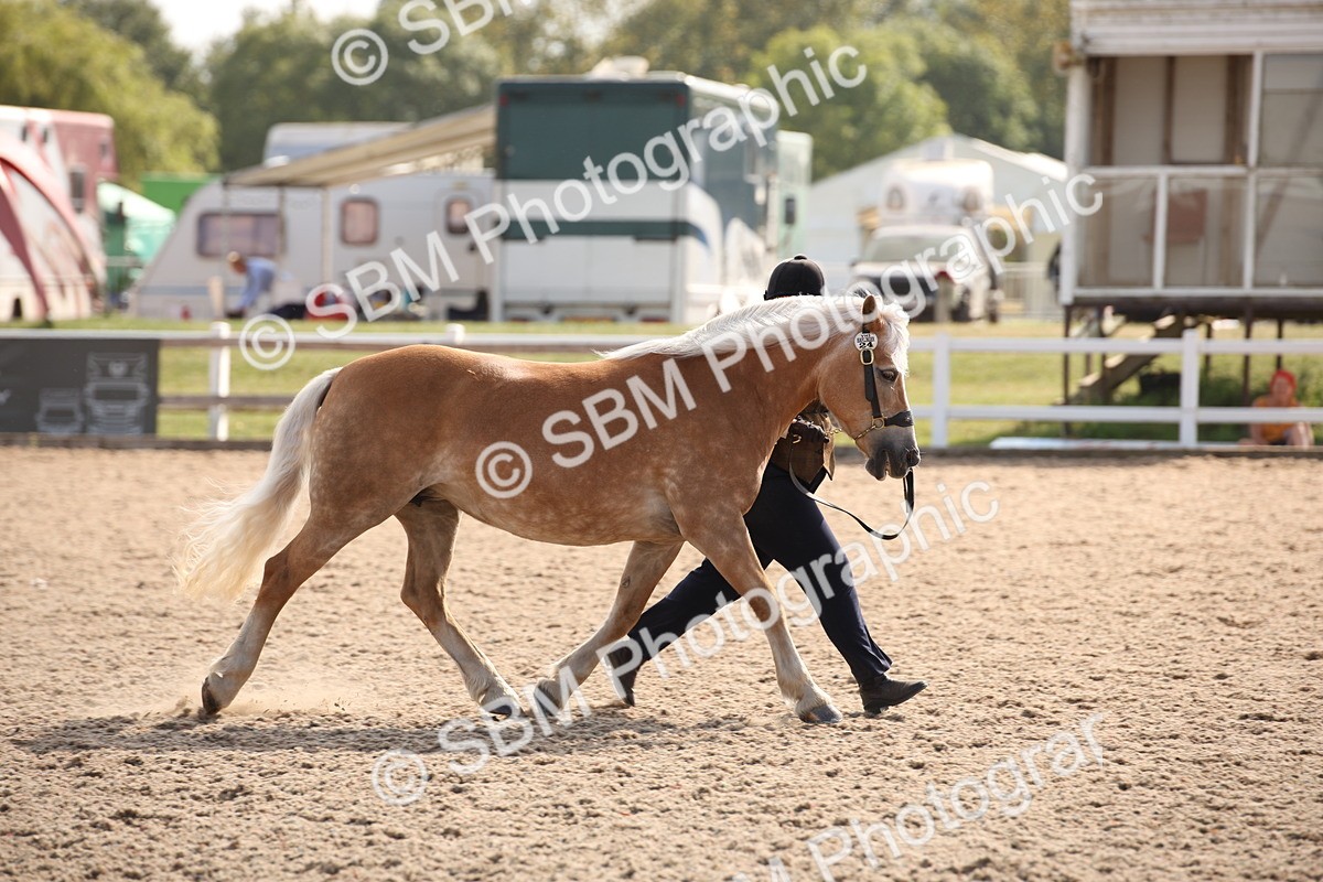 SBM_07090 - Class 25 IH Foreign Breeds- Pure bred