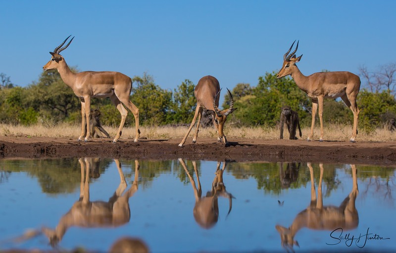 Impala Reflection 1