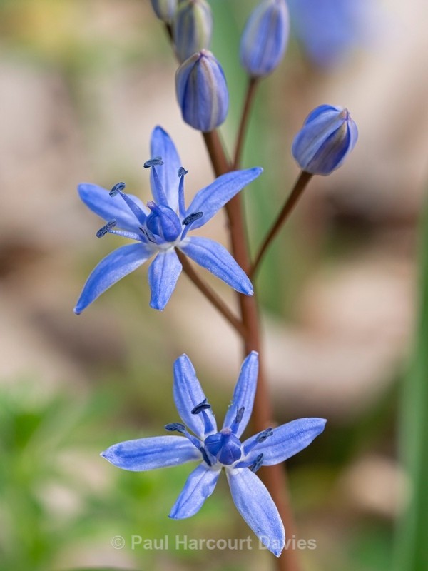 Alpine squill (Scilla bifolia) - Flower Portraits