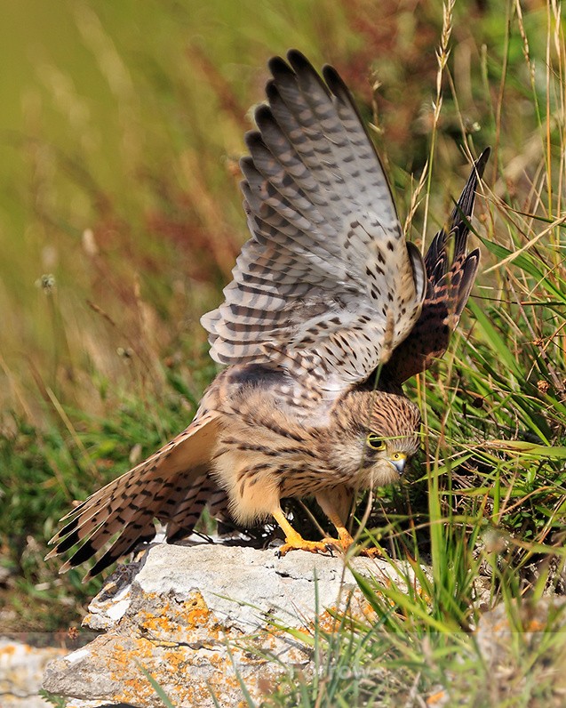 Kestrel stretching its wings at Durlston - Kestrel