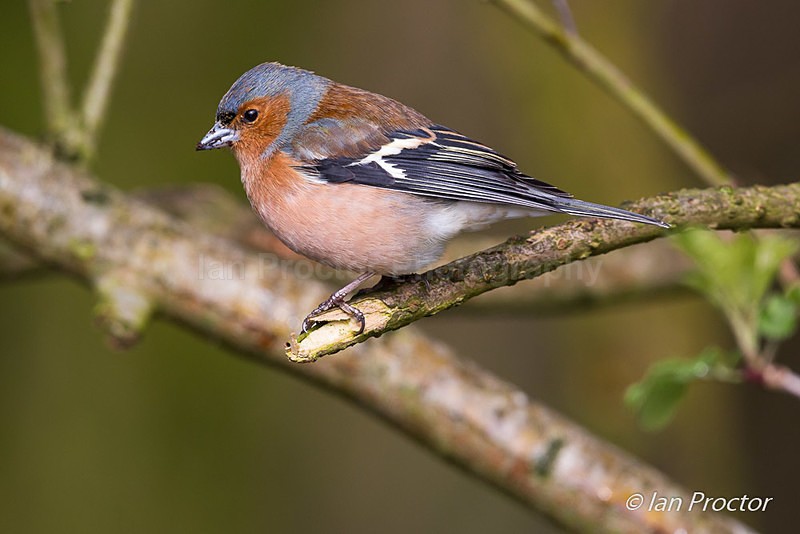 Male Chaffinch (Fringilla coelebs) - Nature