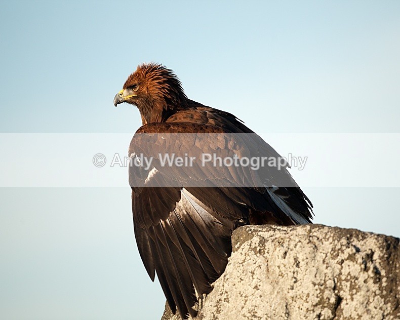  - Golden Eagle