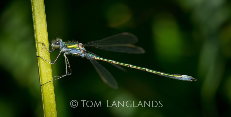 Emerald Damselfly - Macro