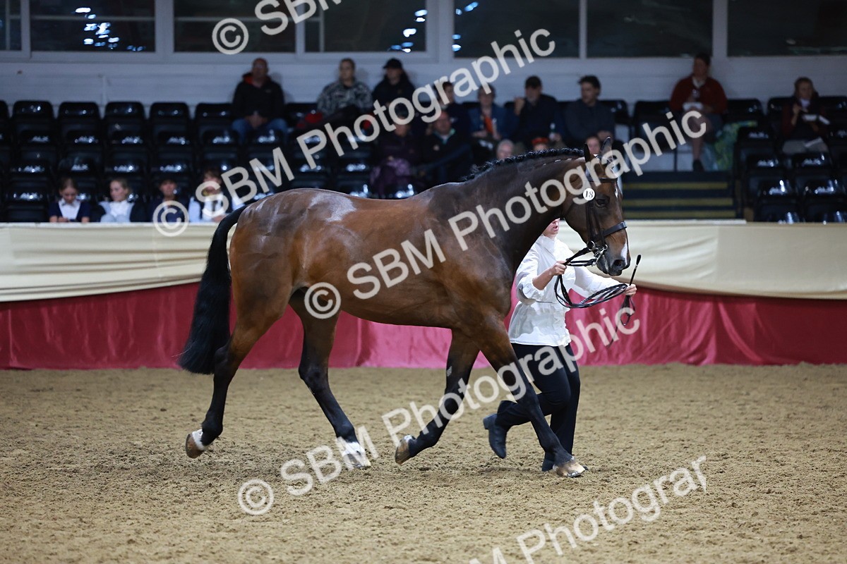 SBM_20499 - Class G - IH Large (over 148cm)Champ