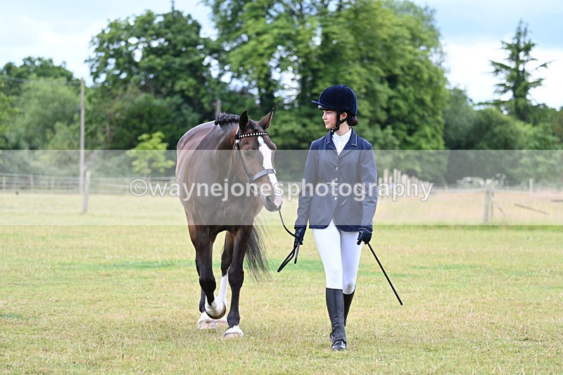WJ7_6947 - Class 5a Most Handsome Gelding in Hand