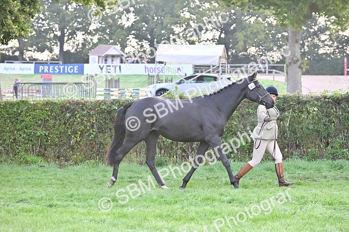 SBM_54600 - S44 - Youngstock In Hand