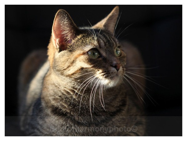 Alfie ( Phee ) - Captured Wild life/Domestic/ livestock Animals
