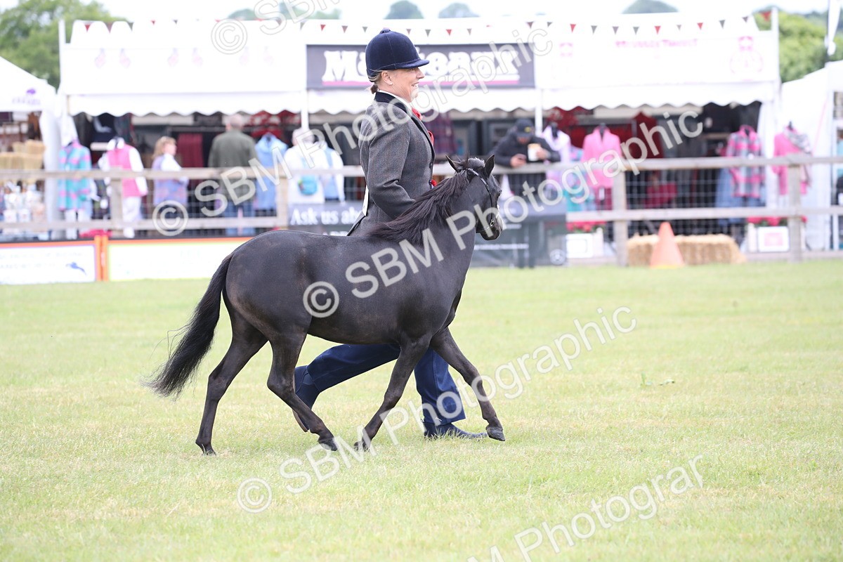 SBM_03591 - Class 23-25 - British Miniature Horse of the Year