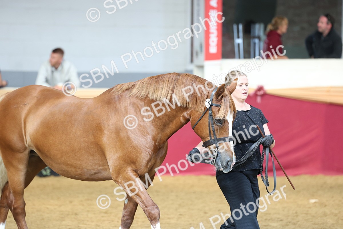 SBM_23345 - Class 903 - Supreme Final - IH Pre Vet