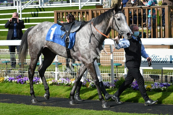 yr22052021r7-58 - Race 7 5.25pm Hudson Quarter York Palace Capital Stakes - Gentleman Amateur Riders Race