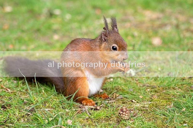 Red Squirrel 2 (disambiguation). - Eskrigg Nature Reserve Lockerbie