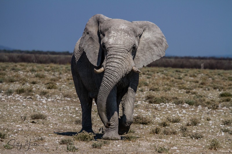 Namibia Desert Elephant