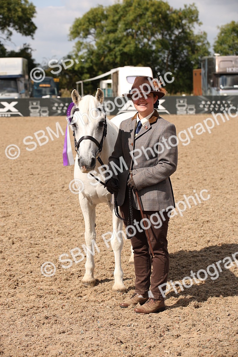 SBM_03460 - Class 18 Handsomest Gelding (IH or Ridden)