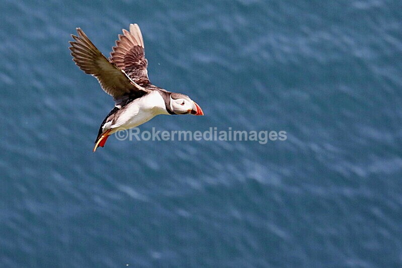 _56A7216 - Skomer 2019