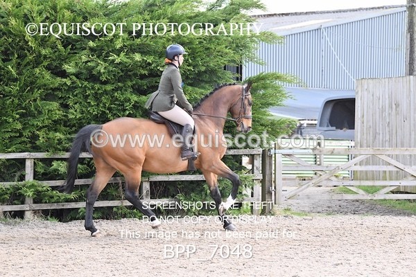 BPP_7048 - RING 1  (RIDDEN HORSES / IN HAND / VETERAN ETC)