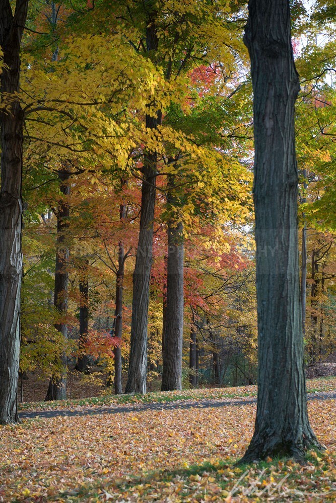 DSC_3461 - Autumn