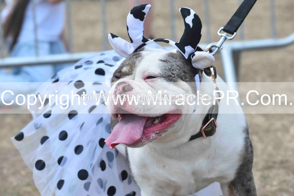 SH4_0282 - Dog show.