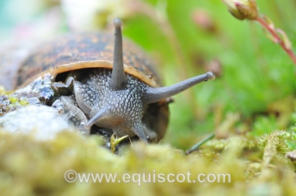  - Wildlife & Landscape