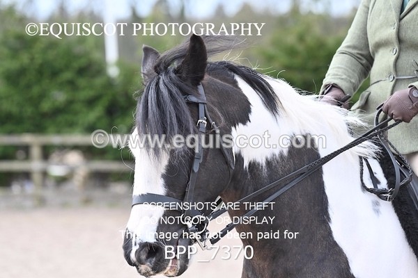 BPP_7370 - RING 1  (RIDDEN HORSES / IN HAND / VETERAN ETC)
