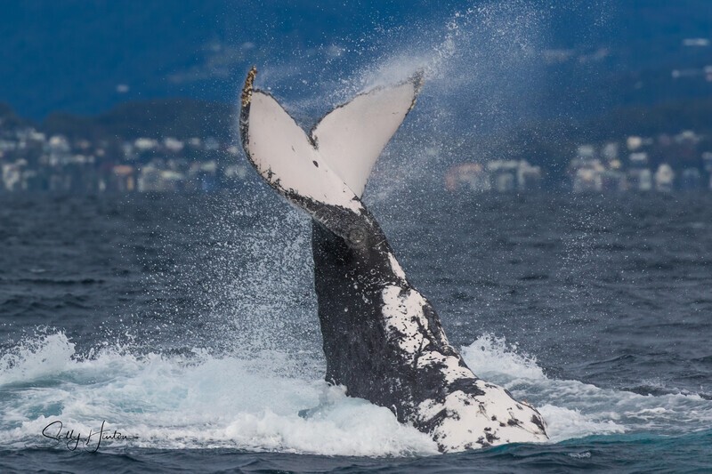 Tail Slap belly-up. 0A3A0323 - 2025 Whales