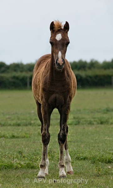  - Horses'n'Ponies