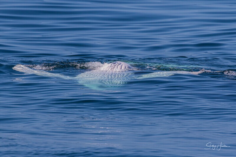 0A3A7790 Relaxed Calf 2 - Humpback Whales