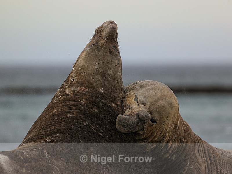 Elephant Seal beachmaster has first bite in fight, Sea Lion Island - Seal
