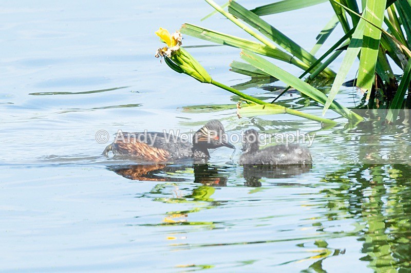 20180605-Woolston-8E0A9041 - Black-necked Grebe